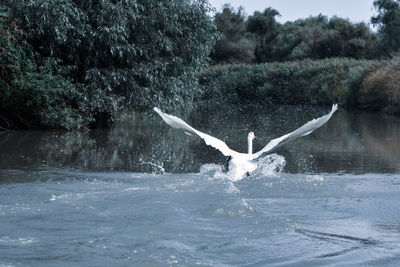 Bird flying over lake