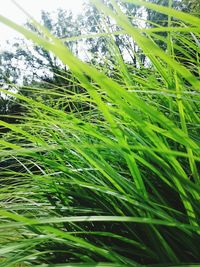 Close-up of fresh green grass in field