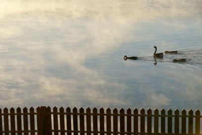 Birds on lake against sky