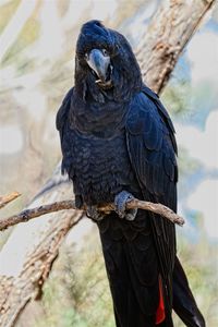 Close-up of black cockatoo perching on branch