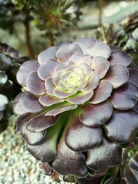 Close-up of flower against blurred background