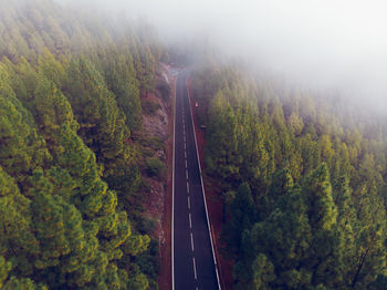 High angle view of road amidst trees in forest