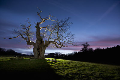 Bare tree on field against sky