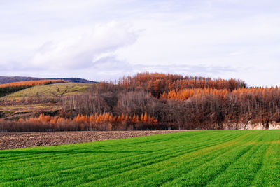 Scenic view of agricultural field against sky