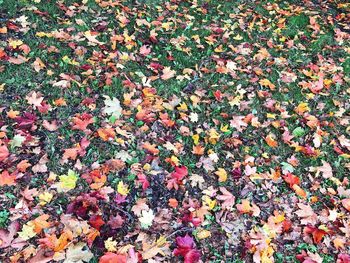 High angle view of maple leaves on field