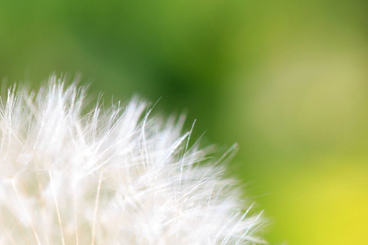 flower, fragility, growth, close-up, freshness, dandelion, focus on foreground, beauty in nature, nature, flower head, selective focus, plant, white color, single flower, softness, stem, wildflower, outdoors, day, uncultivated