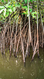 Plants growing in a lake