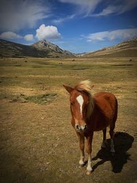 Sheep grazing on field