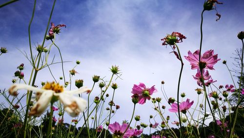 Low angle view of pink flowering plants against sky