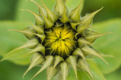 Close-up of pineapple