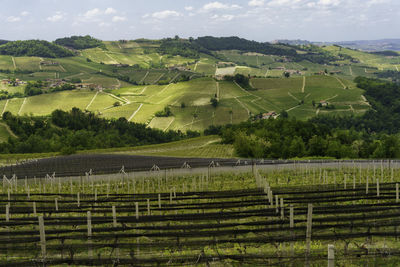 Scenic view of vineyard against sky