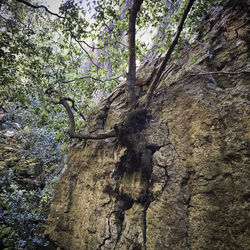 Low angle view of tree trunk in forest