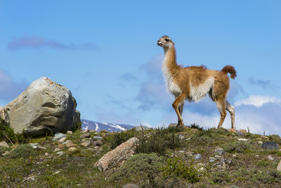 Donkey standing on rock