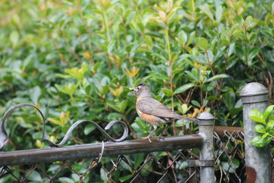 Bird perching on a tree