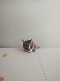 Portrait of cat relaxing on wardrobe