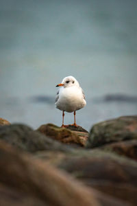 Seagull on rocks at the sea