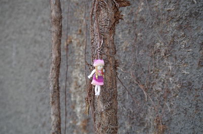 Close-up of key ring hanging on plant against wall