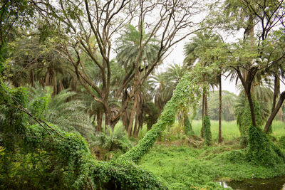 Scenic view of forest