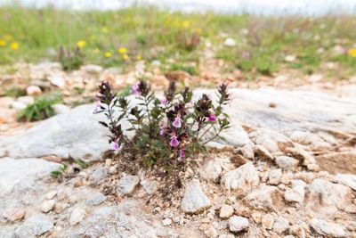 Close-up of purple flowering plant on rock