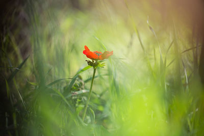 Close-up of red poppy blooming on field