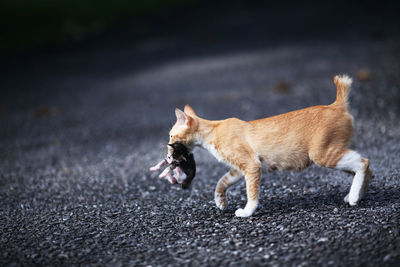 Side view of cat carrying kitten on road