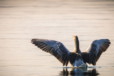 View of birds flying over lake