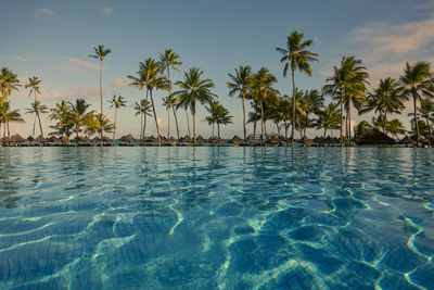 Palm trees by swimming pool against sky