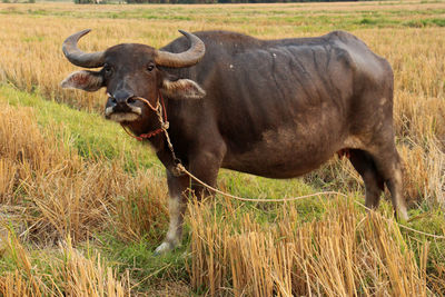 Portrait of a horse on field