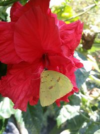 Close-up of red hibiscus flower