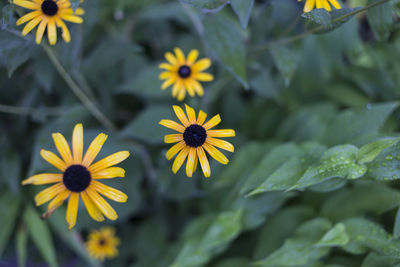 Close-up of yellow daisy flowers blooming outdoors