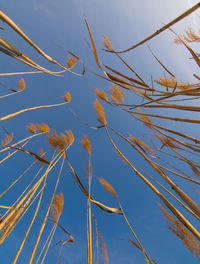 Low angle view of trees against sky