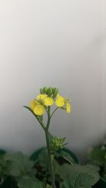 Close-up of yellow flowering plant