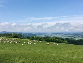 Scenic view of grassy field against sky