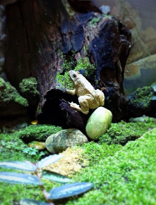 close-up, nature, green color, selective focus, growth, moss, food and drink, mushroom, rock - object, fungus, tree, food, focus on foreground, day, fruit, no people, tree trunk, healthy eating, tranquility, outdoors