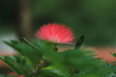 Close-up of pink flower