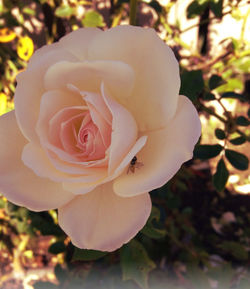 Close-up of rose blooming