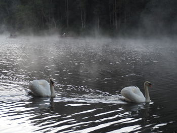 Swans swimming in lake