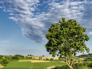 Tree on field against sky