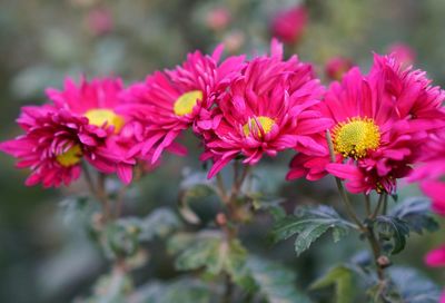 Close-up of pink flowering plants