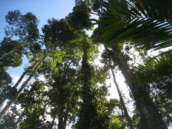 Low angle view of trees in forest against sky