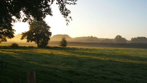 Scenic view of grassy field against sky