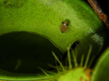 Close-up of insect on leaf