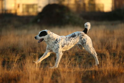 Side view of dog running on field