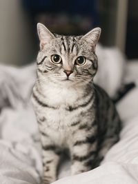 Close-up portrait of a cat