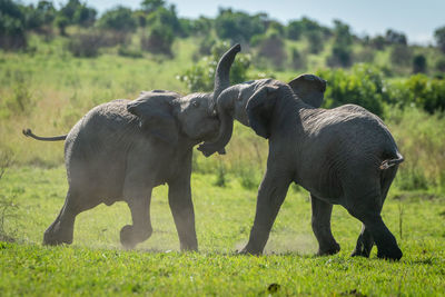Two young elephants play fighting on grass