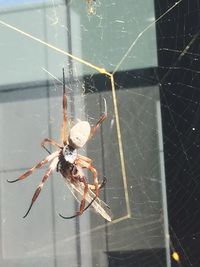 Close-up of spider on web