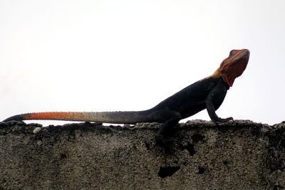 Close-up of a lizard against white background