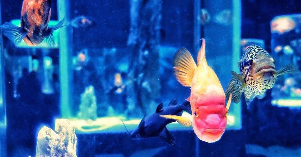 CLOSE-UP OF FISH UNDERWATER