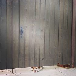 Dog on wooden door