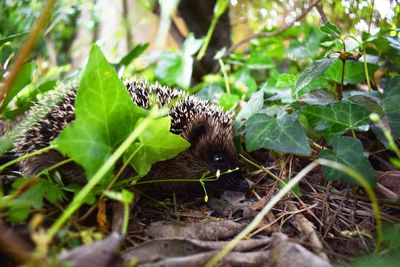 Close-up of butterfly on leaf